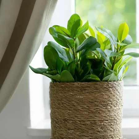 Elite Old Town Premium *