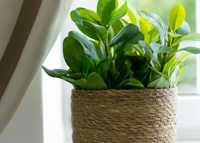 Elite Old Town Premium *